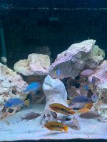500 Liter Aquarium / Malawi Hessen - Meißner Vorschau