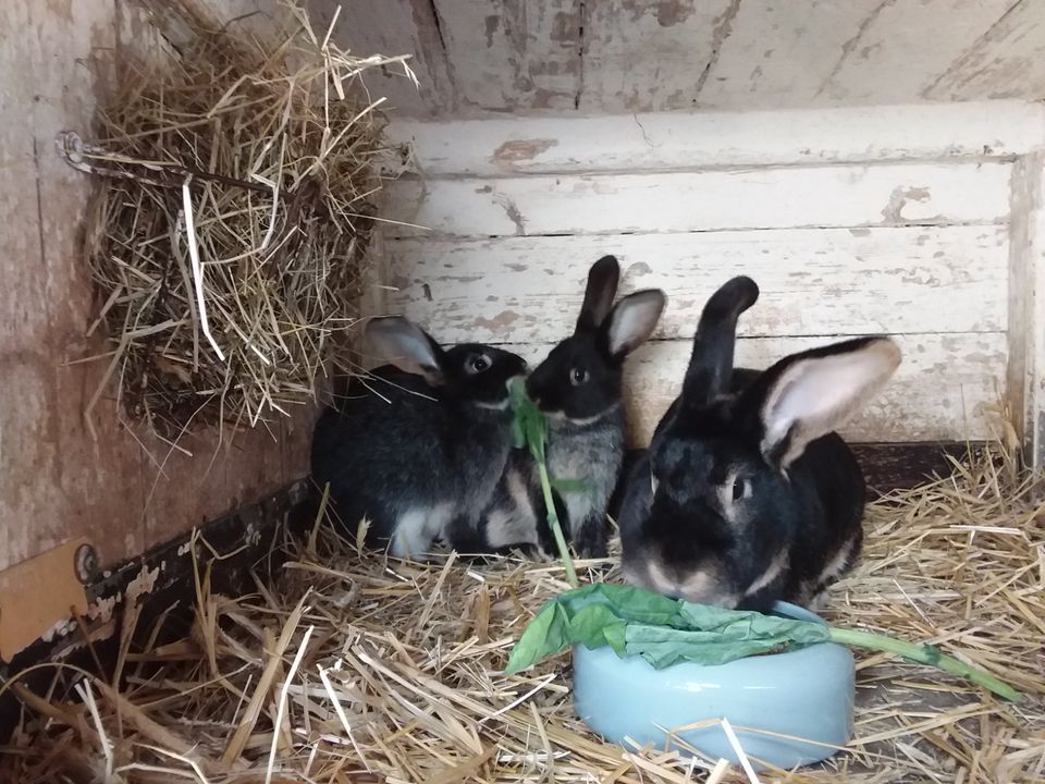 Junge Kaninchen abzugeben! in Ortrand