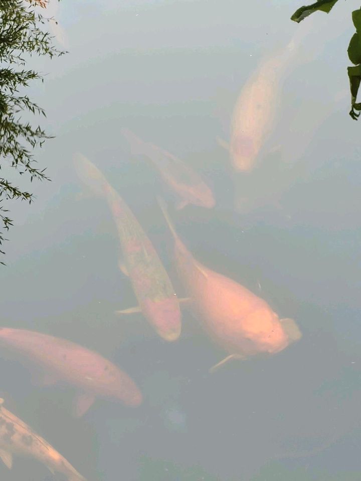 Kois,  chagoi bis 100 cm in Düren