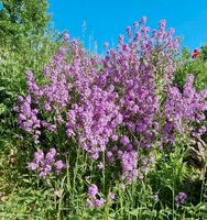 Nachtviole violett Samen, Insektenfreundlich Sachsen - Zettlitz bei Rochlitz Vorschau