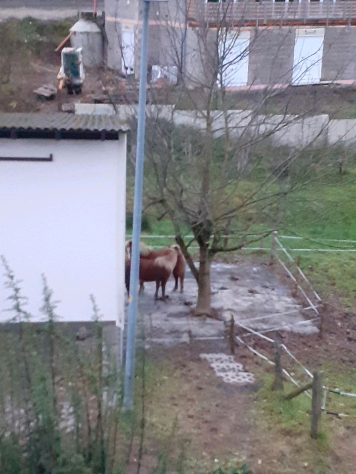 Pferde, Stallplatz, Offenstall, Paddock , Weideplatz in Oberhonnefeld-Gierend