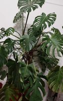 Monstera deliciosa Stecklinge (Pflanze) Baden-Württemberg - Meckenbeuren Vorschau