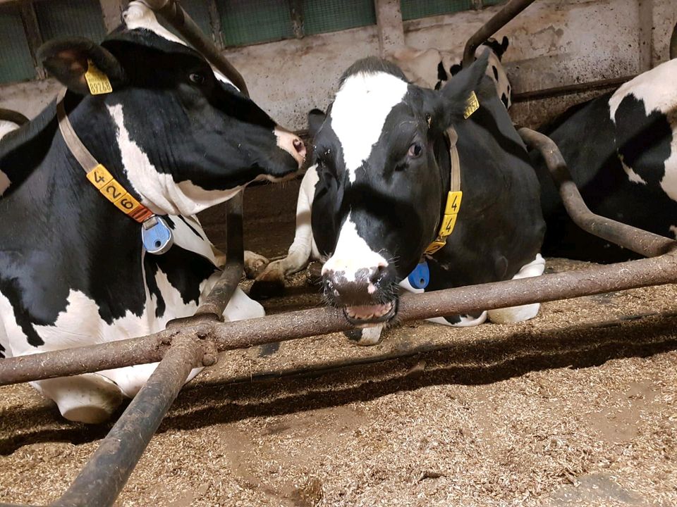 Landwirt, Tierwirt, Landwirtschaftlicher Mitarbeiter, Azubi in Raschau-Markersbach