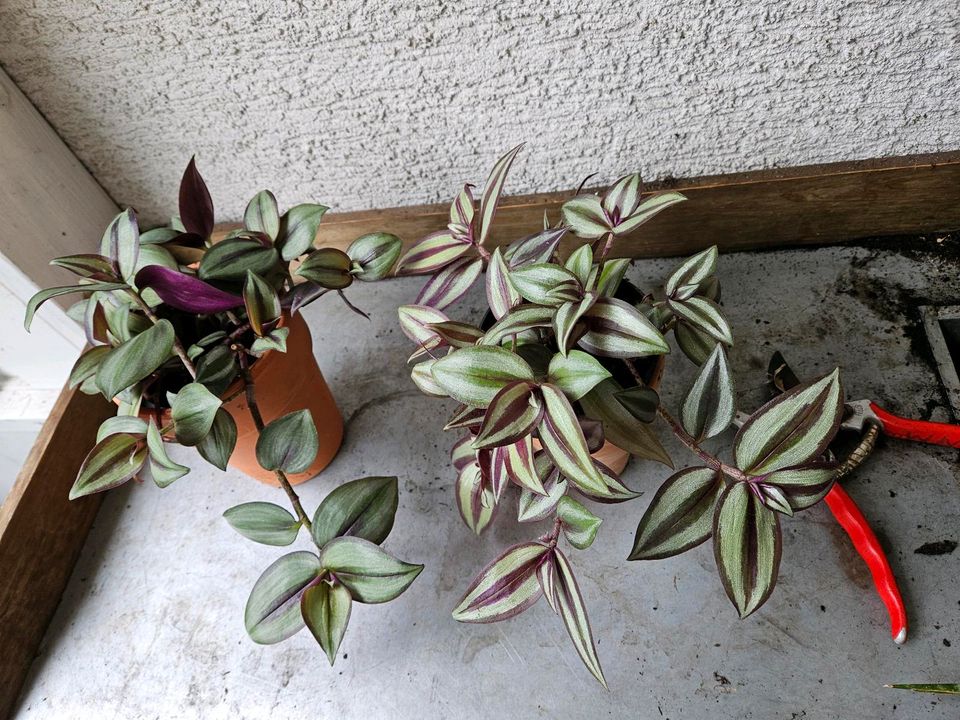 Dreimasterblume  Tradescantia zebrina in Roth