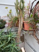 Kaktus zu verschenken Hessen - Hanau Vorschau