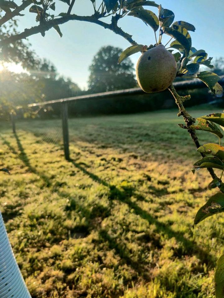 Stellplatz auf der Obstwiese in Petershagen