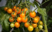 Tomatenpflanzen-Wildtomate gelb Nordvorpommern - Landkreis - Barth Vorschau