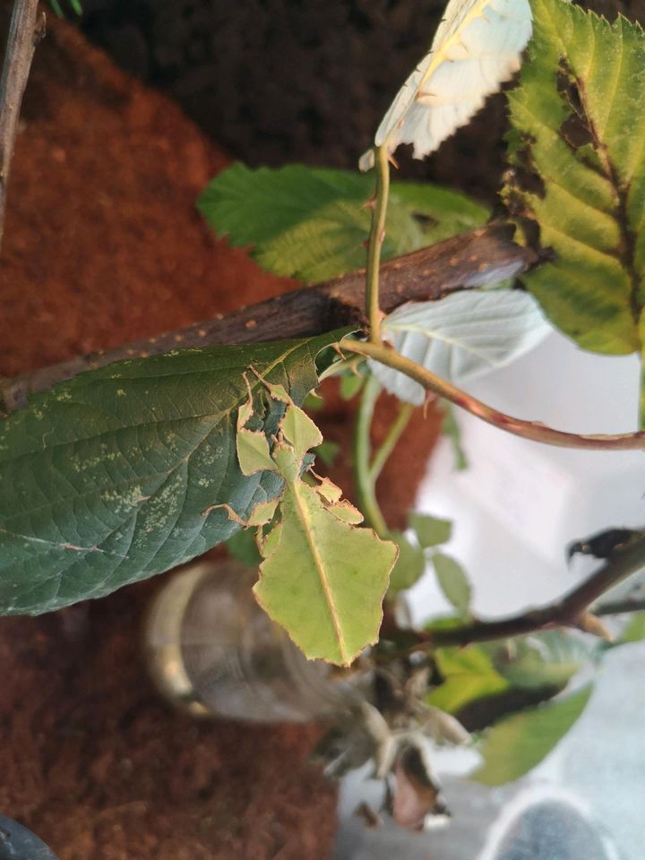 Pulchriphyllium / Phyllium Giganteum / Großes wandelndes Blatt in Heidelberg