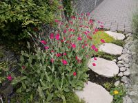 Blumen Nelke, Lychnis coronaria P 0,5 Vexiernelke Baden-Württemberg - Sexau Vorschau