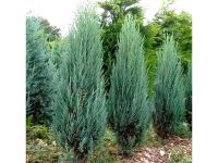 Juniperus scopulorum 'Skyrocket' | Bayernhecke` Baden-Württemberg - Ingoldingen Vorschau