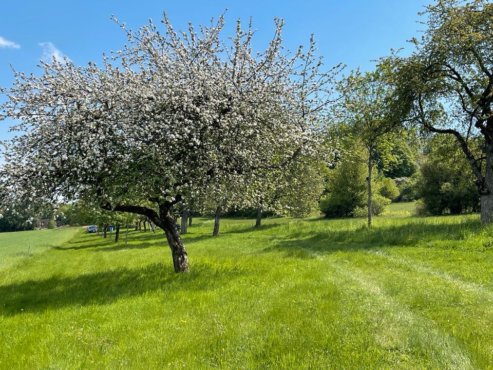 Honig aus eigener Imkerei in St. Wendel