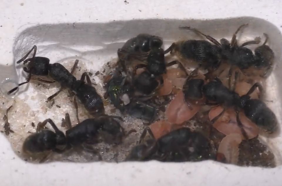 Ameisenkolonie Pseudoneoponera rufipes in Mönchengladbach