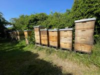 Bienenvolk zu verkaufen Brandenburg - Zehdenick Vorschau