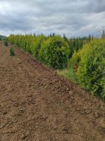 Thuja Sunkist Hessen - Hammersbach Vorschau