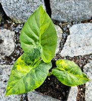 Alocasia Gageana Aurea - Y22 Hessen - Obertshausen Vorschau