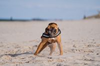 Tierfotografie | Tierfotos | Shooting | Fotograf | Hund | Pferd Mecklenburg-Vorpommern - Zempin Vorschau