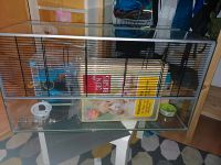 Hamsterkäfige, Transportbox u.v.m. günstig abzugeben Aachen - Eilendorf Vorschau