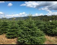 Nordmanntannen Weihnachtsbäume Hessen - Gießen Vorschau