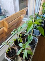 Chili und Tomaten Pflänzchen, Pflanzen für Garten/Balkon Rheinland-Pfalz - Koblenz Vorschau