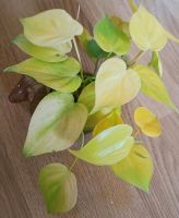 Philodendron scandens Lemon Lime Sachsen - Mulda Vorschau
