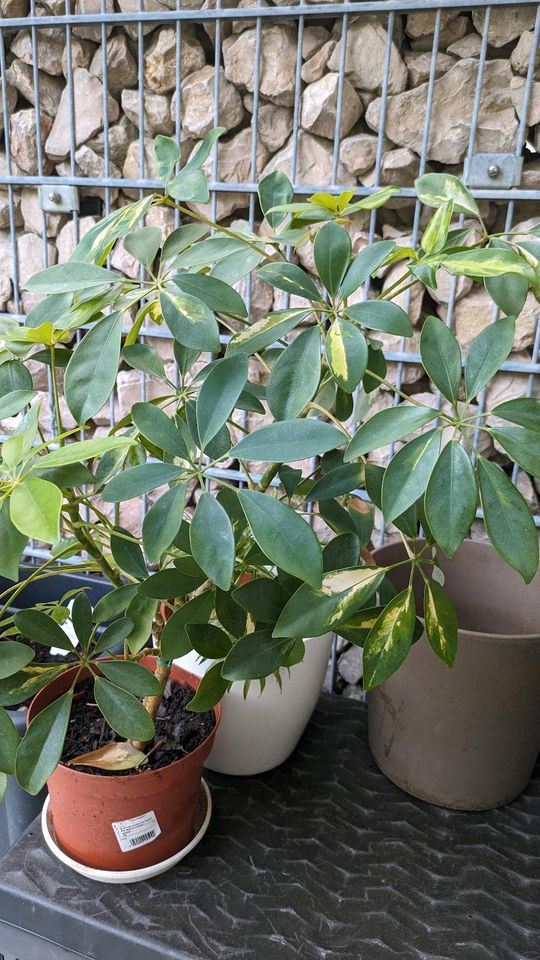 Schefflera- Zimmerpflanze in Freiburg im Breisgau