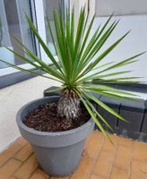 Yukka Palme mit Topf Garten Balkon Terrasse Nordrhein-Westfalen - Krefeld Vorschau