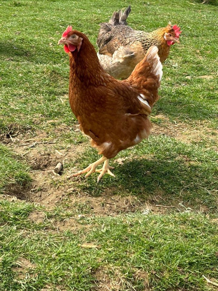 Legehennen junghennen Hühner in Marienheide