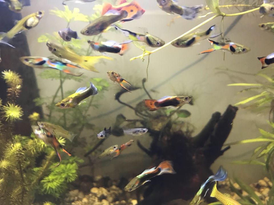 Guppies , Zierfische in Besigheim