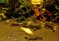 ➡️kompl. Besatz Aquarium Fische: hier 4 x gelbe Panzerwelse Nordrhein-Westfalen - Gelsenkirchen Vorschau