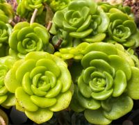 Sukkulente Rosettendickblatt AEONIUM LILY PAD Niedersachsen - Wilhelmshaven Vorschau