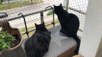 Suche Firma für Montage eines Katzenschutznetzes Brandenburg - Schwedt (Oder) Vorschau