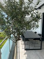 Olivenbaum 180 cm Nordrhein-Westfalen - Korschenbroich Vorschau