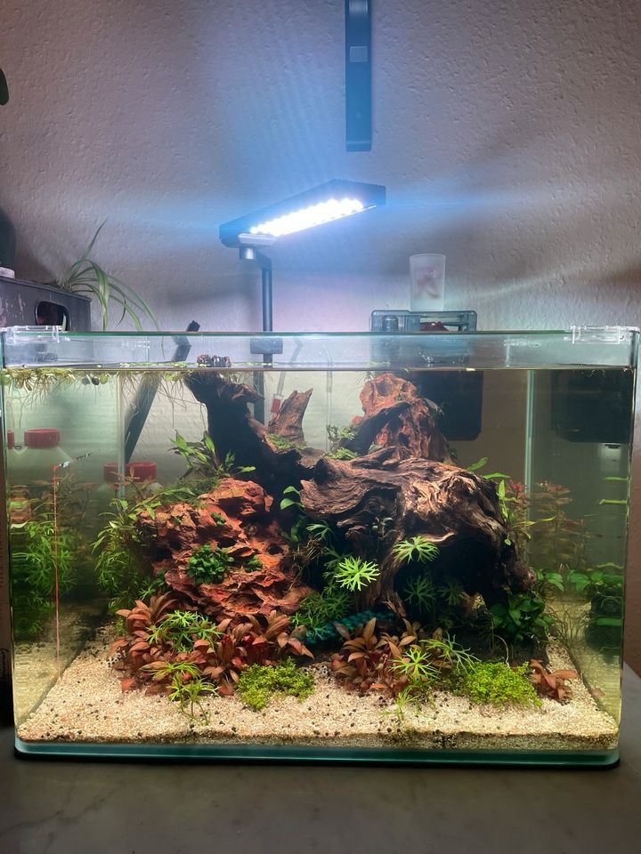 Nano Cube ca. 50L Kugelfische Erbsenkugelfische Aquarium KOMPLETT in Osnabrück