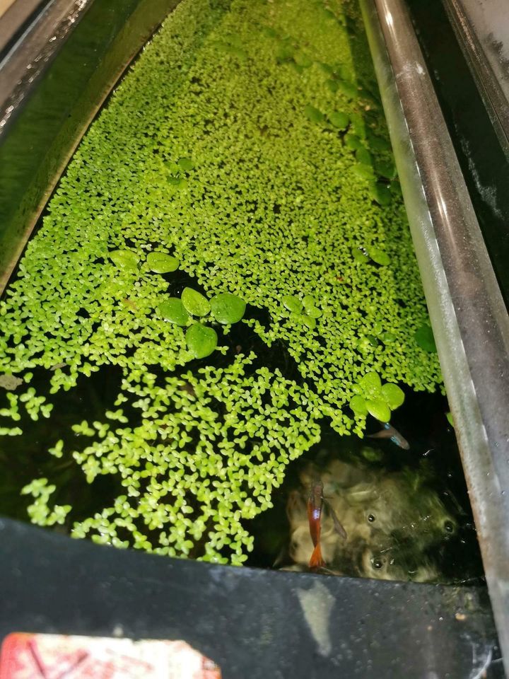 Wasserlinsen Aquarium Teich Pflanze in Pösing