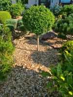 Fallschutz Kinder Spielgeräte Garten Frühling Spielplatz Bayern - Eichenbühl Vorschau