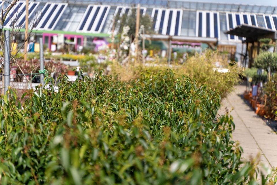 Baumschule XL/Heckenpflanzen/Obstbäume/Ziersträucher/Bäume in Hessen
