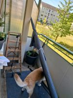 Klemm Markiese für den Balkon 350cm Brandenburg - Luckau Vorschau