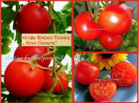 ♥ Große Rispen Tomate Gran Canaria,Rot,Samen,Alt bewährte Sorte Eimsbüttel - Hamburg Schnelsen Vorschau