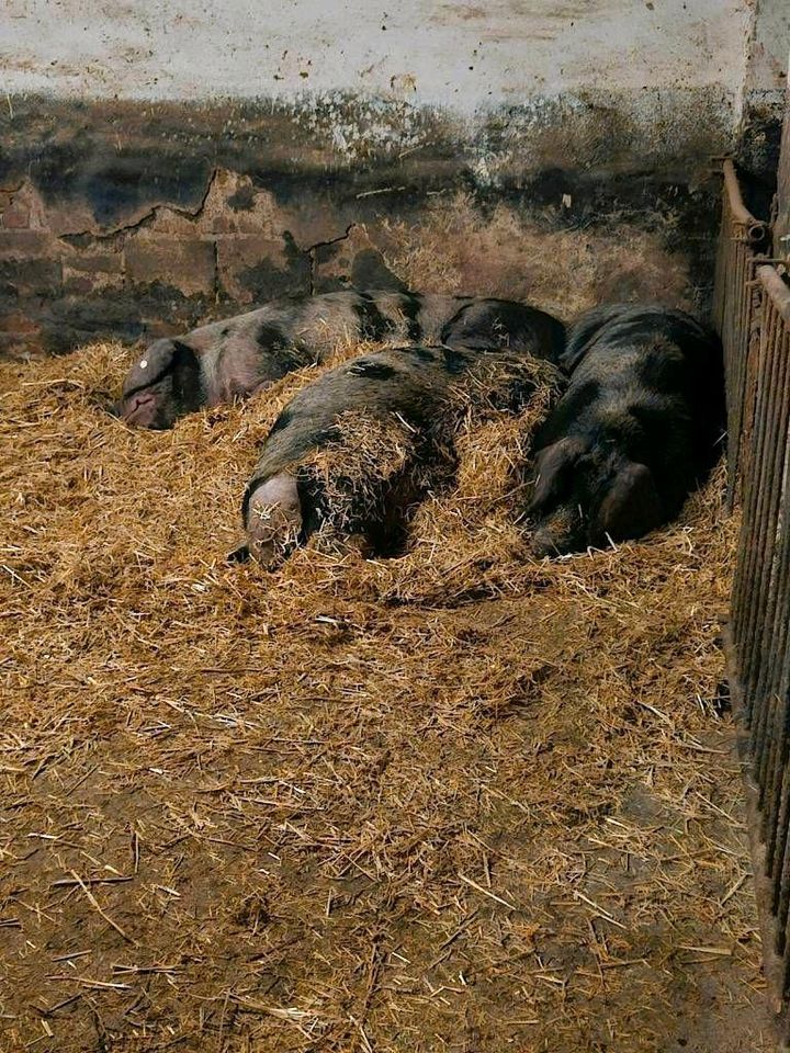 Hausschweine/ Bentheimer Schweine in Heldrungen