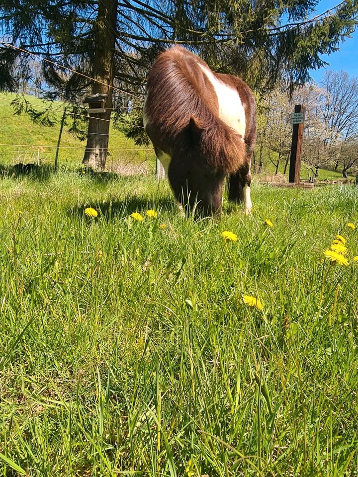 Kindergeburtstag, Familienfeier, Ponyreiten bei euch zu Hause in Bebra