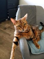 Bengal Katze/ Kater vermisst Schleswig-Holstein - Steinfeld Vorschau