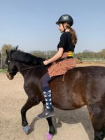 Suche Reitbeteiligung Berlin - Charlottenburg Vorschau