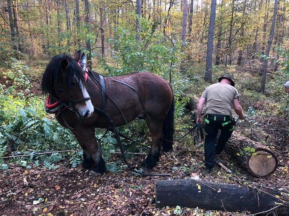 Holzrücker, Holzrücken mit Pferden ,Holzrückung mit Pferd in Spremberg