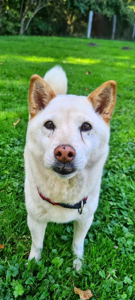 Yuki sucht ihr Zuhause in Rennertshofen