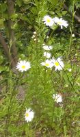 Samen Wiesen - Margeriten, insektenfreundlich, gern im Tausch Friedrichshain-Kreuzberg - Friedrichshain Vorschau