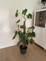 Monstera Variegata 120 cm NEUE Blätter!! Nordrhein-Westfalen - Ratingen Vorschau