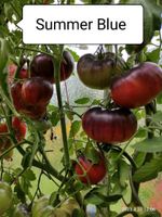 Tomatenpflanzen Summer Blue Nordrhein-Westfalen - Mönchengladbach Vorschau