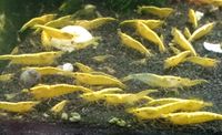 Garnelen fürs Aquarium| Yellow Fire Niedersachsen - Winsen (Aller) Vorschau