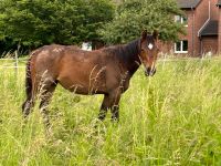 Best Man(Belantis l) x Falano N.R. x Kostolany Jährlingsstute Nordrhein-Westfalen - Krefeld Vorschau