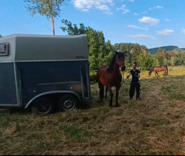 Unterricht Bodenarbeit, Freiarbeit, Natural Horsemanship in Würzburg